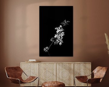 Une fleur comme nature morte en noir et blanc sur Steven Dijkshoorn