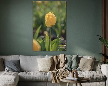 Eenzame gele tulp in de zon van Bianca Kramer
