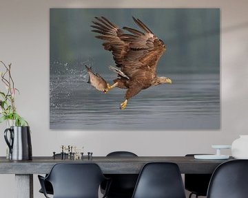 Weißkopfseeadler von Jerry Bouwmeester