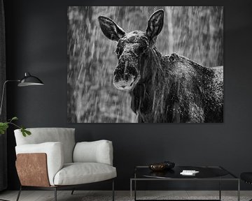 Eland portret van mario proeter