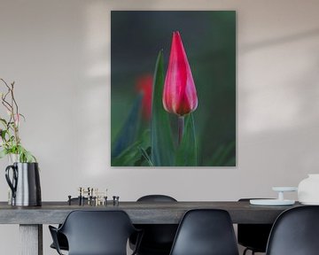 Tulipe rose prête à montrer sa beauté au monde entier sur Shotsby_MT