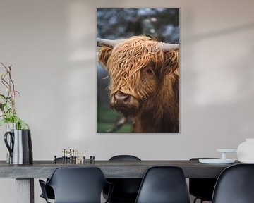 Schotse hooglander portret van Shotsby_MT