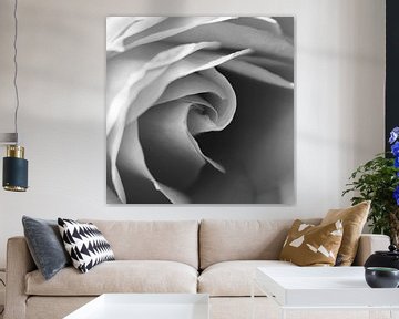 Vierkante afbeelding van de kern van een roos in zwart-wit van Shotsby_MT