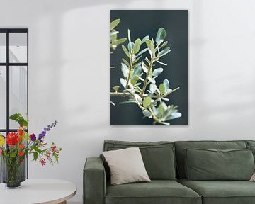 Olijfboom, olijftakken  in italie. Botanische natuurfotografie, urban jungle art print. van Christa Stroo fotografie