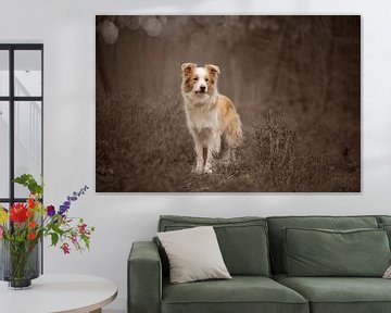 Border Collie sur Nanda Jansen