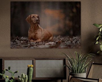 Hond in het bos van Nanda Jansen