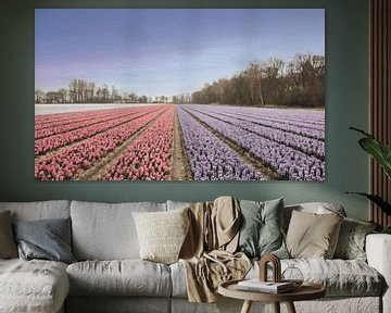 Dutch tulip fields by Sanne Dost