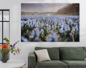 Veld met blauwe bloemen | Botanische fotografie | Nederland, Europa van Sanne Dost