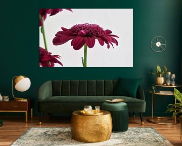 Purple Gerbera in front of a white background by Robin Verhoef