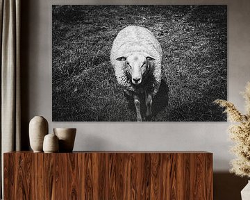 Het nieuwsgierige schaap | Nederland | Zwart-wit fotografie van Diana van Neck Photography