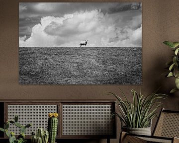 Mouton à l'affût | Pays-Bas | Photographie en noir et blanc