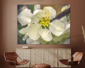 White quince blossom by Christine Nöhmeier