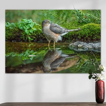 Sparrowhawk takes a bath