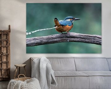 IJsvogel van Christien van der Veen Fotografie