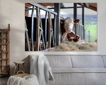 Koe met karakter (Hereford koe in open stal in Zuid Limburg) van Rini Kools