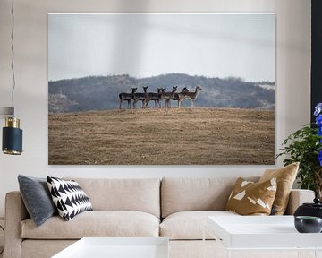 Groupe de cerfs dans un paysage de dunes sur Thomas Thiemann