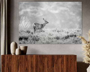 Rehe von Andy van der Steen - Fotografie