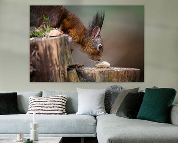 Squirrel by Andy van der Steen - Fotografie