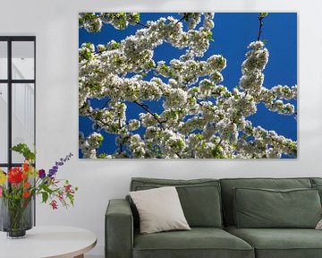 Cherry blossoms - blossoms on the cherry tree by Gerwin Schadl