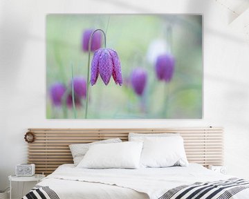 Ein violetter Traum (Feld mit fliederfarbenen und weißen Kiebitzblüten) von Birgitte Bergman