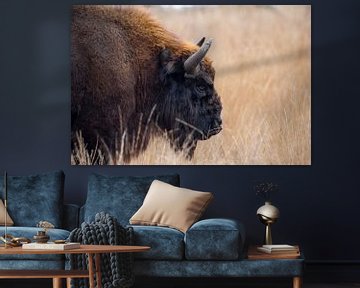 Wisent op de Maashorst | portret Europese bizon Nederland