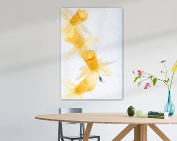 Daffodils in ice 3 by Marc Heiligenstein
