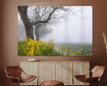 Colza et arbres dans le brouillard sur Tania Perneel