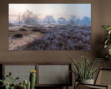 Zeegser Dunes in the fog and frost on the heath