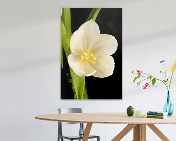 Witte bloemen tulp