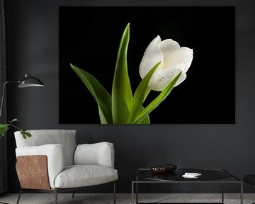 Witte bloemen tulp van Martin Steiner