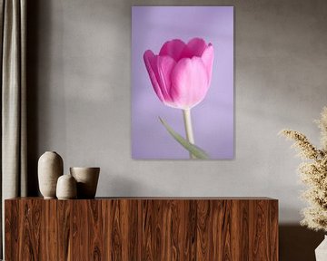 Paarse tulp met achtergrond in studio van Martin Steiner