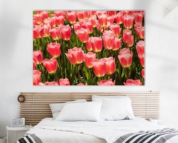 Tulpenmeer im Frühling