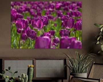 Violettes Tulpenmeer