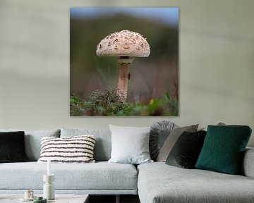 Champignons sur Eric Sweijen