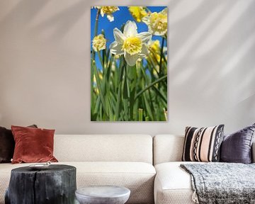 Daffodils in Noordwijkerhout by tiny brok