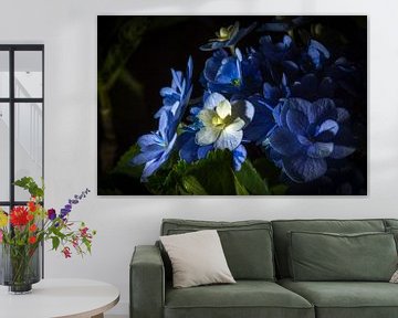 Blauwe viooltjes