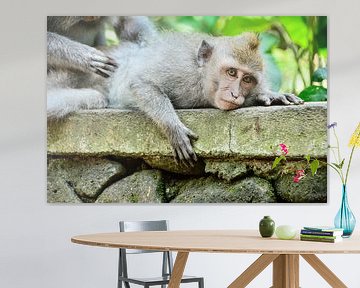 Massage: Monkeys of Bali by Coby Bergsma