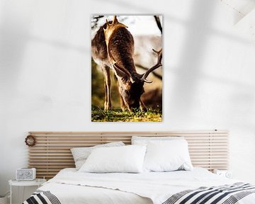 Natuurfotografie - Hert