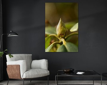 Botanische Kunst, Makroaufnahme einer Grünpflanze mit Blüte von Karijn | Fine art Natuur en Reis Fotografie