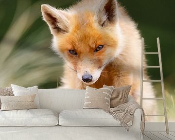 red fox cub by Pim Leijen