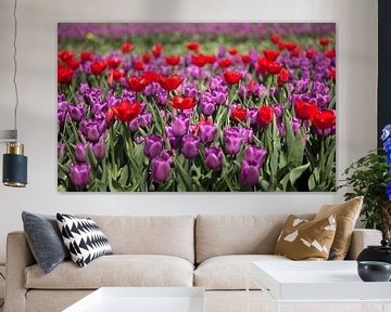 Rode en paarse tulpen van Gerard Burgstede