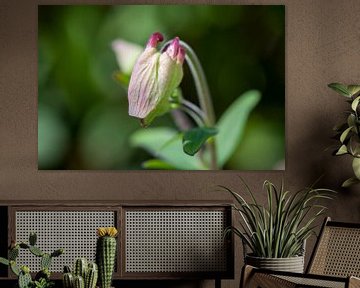 Macro bloem