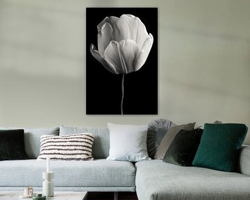 Tulpe schwarzweiß von Steffen Sebastian Schäfer