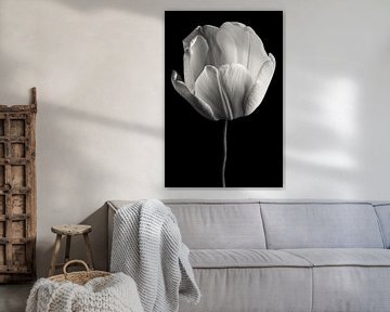 Tulipe noir et blanc sur Steffen Sebastian Schäfer