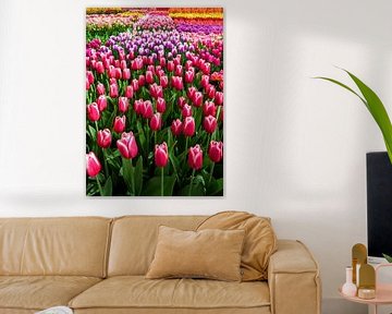 Différentes sortes de tulipes néerlandaises sur Chihong