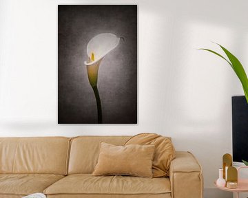 Sierlijke bloem - Calla No. 4 | Vintage Style van Melanie Viola