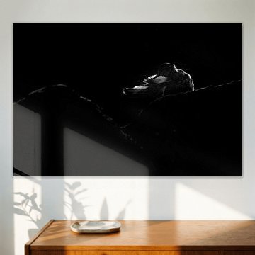 backlighted sandpiper