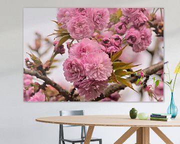 Blossoms of a Japanese cherry