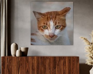 Katze Gesicht Nahaufnahme Bild mit unscharfen Hintergrund von Mohamed Abdelrazek