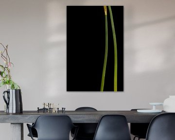 Daffodil stems (right) by Stephan Van Reisen